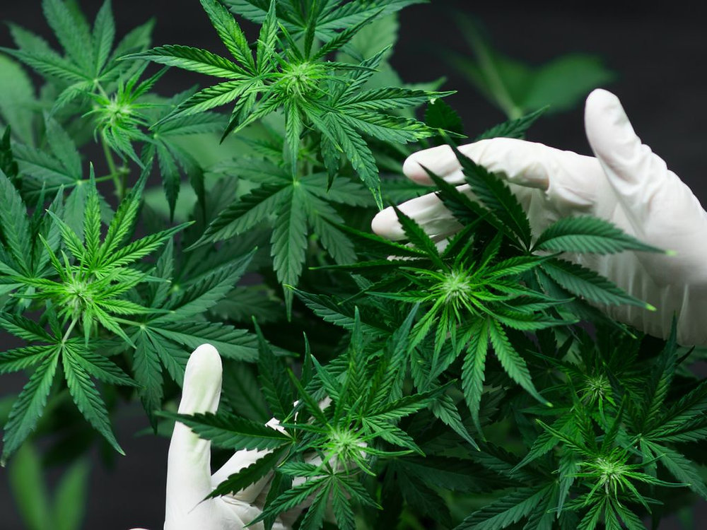 Researchers have discovered a cannabis compound in an unexpected source