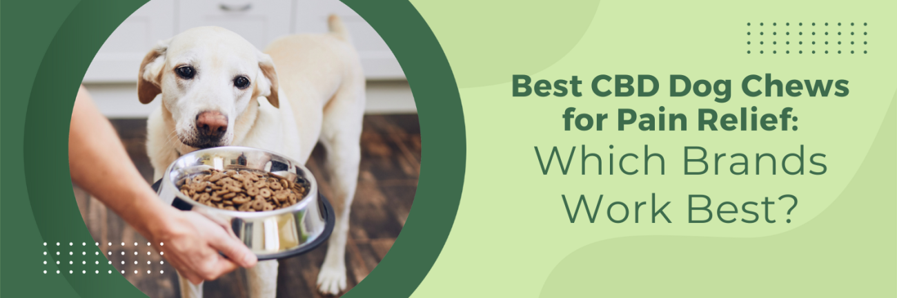 Best CBD Dog Chews for Pain Relief: Which Brands Work Best?