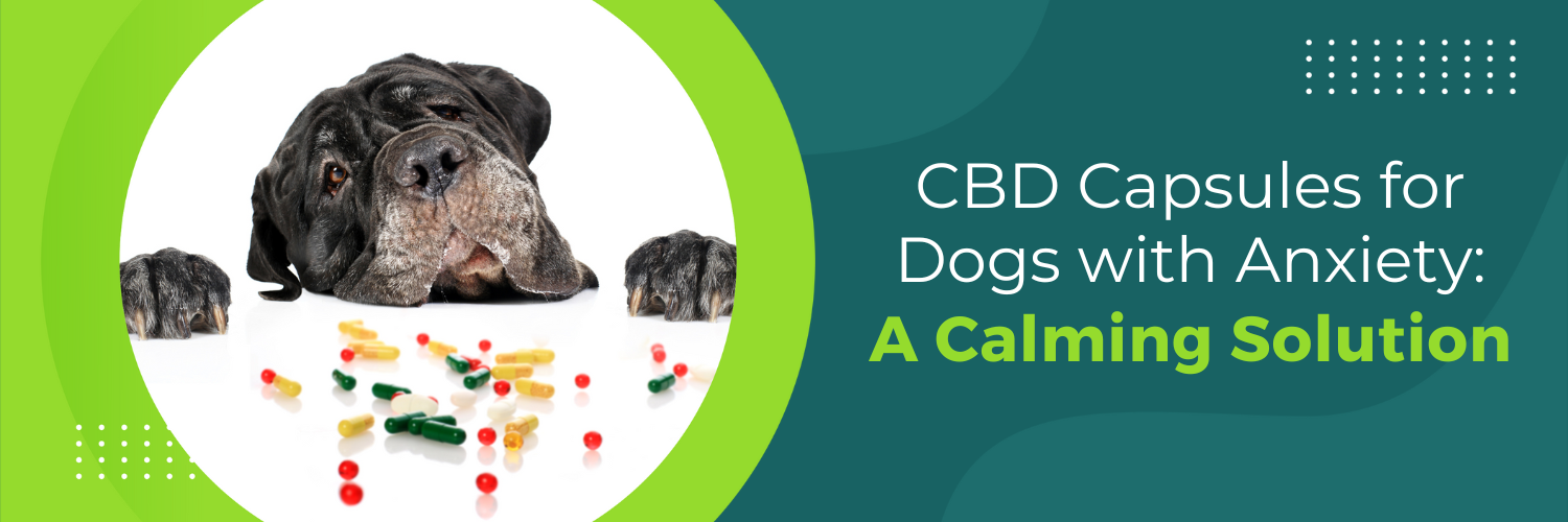 CBD Capsules for Dogs with Anxiety: A Calming Solution