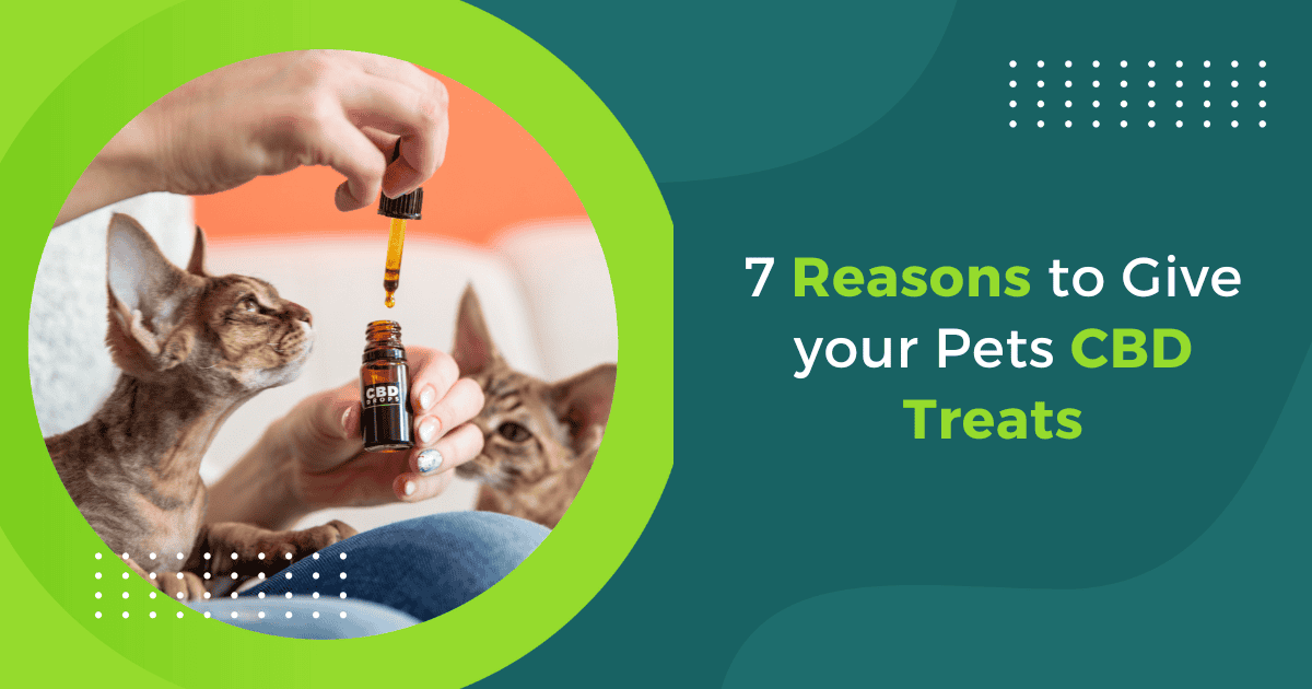 7 Reasons to Give your Pets CBD Treats