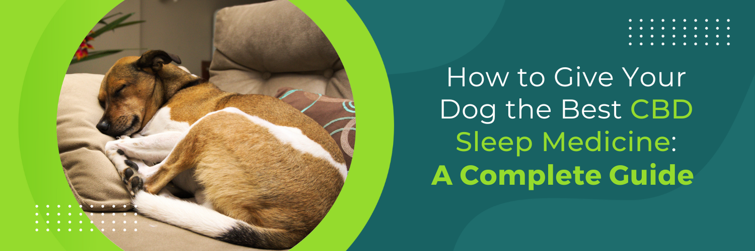 How to Give Your Dog the Best CBD Sleep Medicine: A Complete Guide