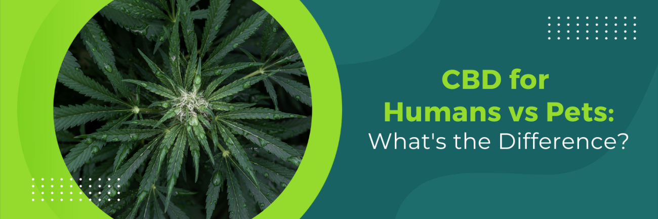 CBD for Humans vs Pets: What's the Difference?