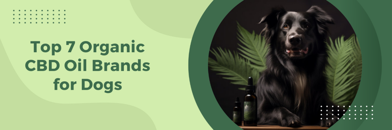 Top 7 Organic CBD Oil Brands for Dogs