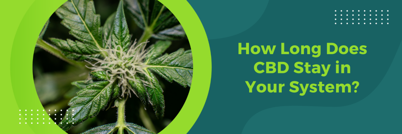 How Long Does CBD Stay in Your System?