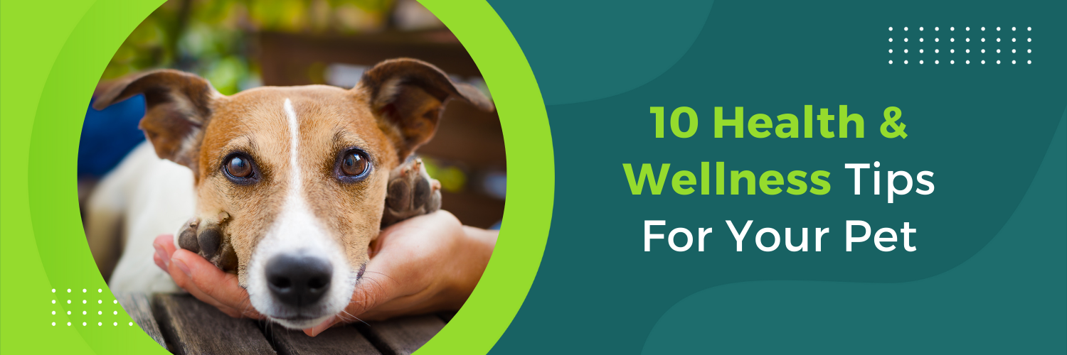 10 Health & Wellness Tips For Your Pet